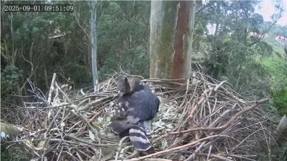 the fluffy gosling is on the tail end of the eagle's back, she is giving it a very intense and not very promising hard stare
